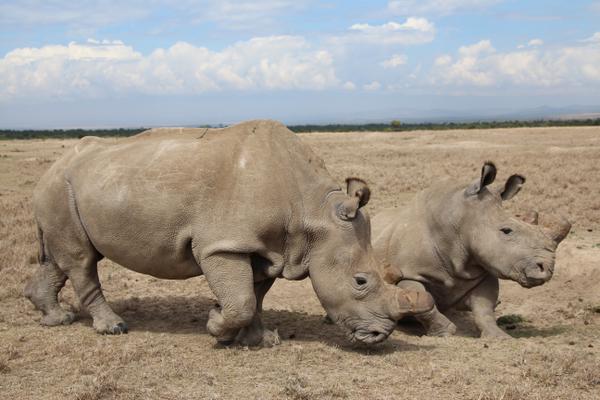 Najin e Fatu, filha e neta do rinoceronte-branco do norte Sudan