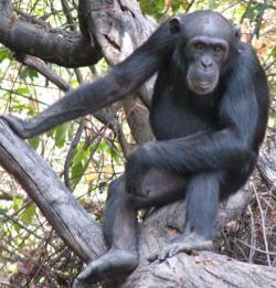 Tia, uma chimpanzé fêmea adolescente, usa frequentemnete armas para caçar