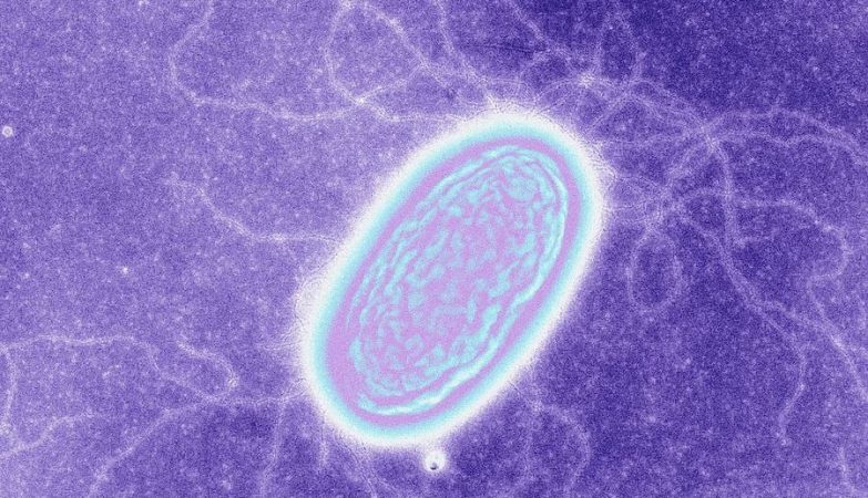Fotografia de uma geobactéria metallireducens bacterium, uma bactéria que se alimenta de electrões puros, descoberta em 2014 por cientistas da Universidade da Carolina do Sul