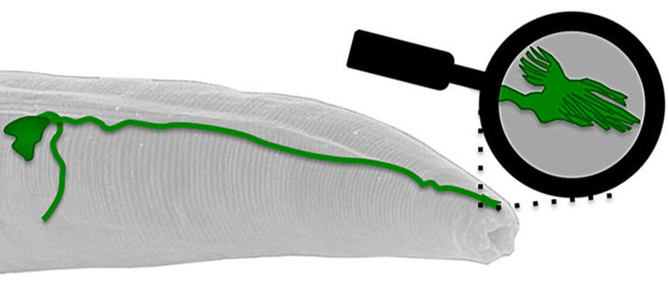 Dentro da cabeça da minhoca C. elegans, uma estrutura semelhante a uma antena na ponta do neurónio AFD (a verde) foi o primeiro sensor do campo magnético da terra identificado num animal