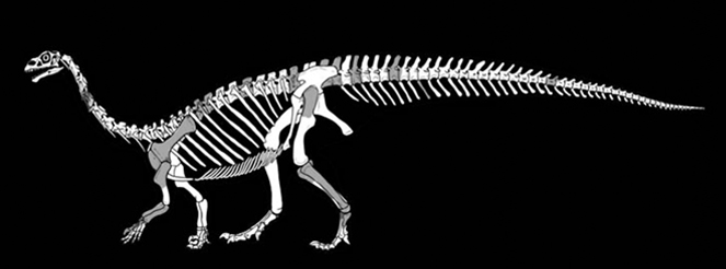 O recém-descoberto Sefapanosaurus, desenterrado há mais de 80 anos