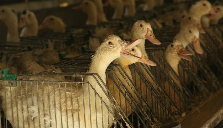 Gansos criados para produção de 'foie gras'