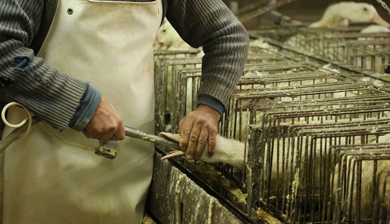 Alimentação forçada de gansos para produção de 'foie gras'