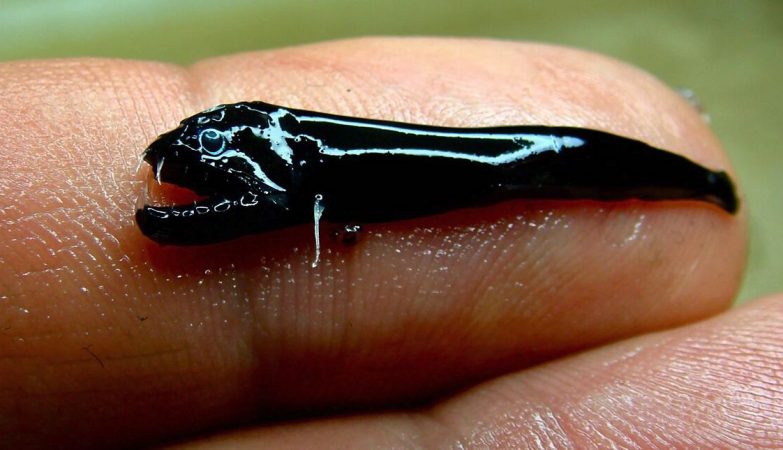 Blackfish, o peixe negro sem escamas e com dentes