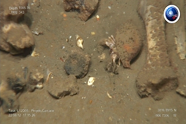 Aspecto geral dos ossos e do sedimento envolvente. Um caranguejo-ermita aproveita os restos das carcaças para se alimentar.