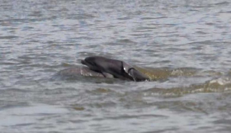 Mãe golfinho tenta salvar filhote que golfinhos machos tentam afogar