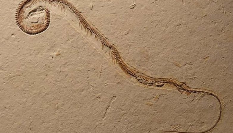 Fóssil de 113 milhões de anos de serpente de quatro patas.
