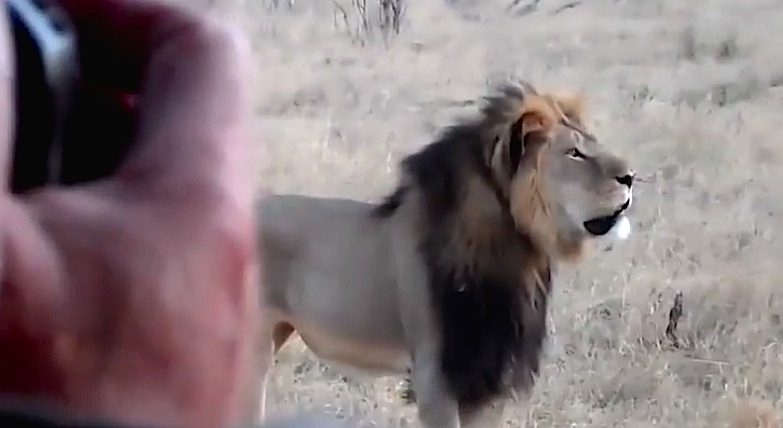 Cecil era a principal atracção do Parque Hwange, no Zimbábue, e foi morto por um turista durante um safari. 