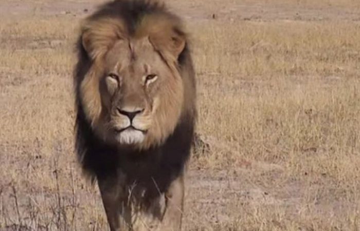 Cecil era a principal atracção do Parque Hwange, no Zimbábue, e foi morto por um turista durante um safari. 
