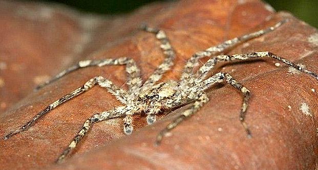 Selenop banksi, a aranha 'voadora', habita florestas tropicais da América do Sul 