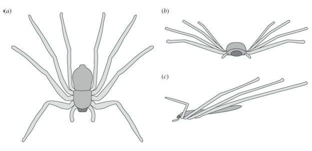 As aranhas controlam sua trajetória de voo com ajuda das pernas dianteiras 
