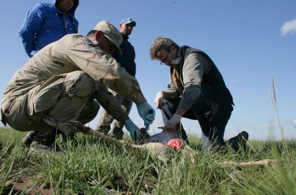 Steffen Zuther e a sua equipa de investigação a recolher amostras dos antílopes mortos no Cazaquistão