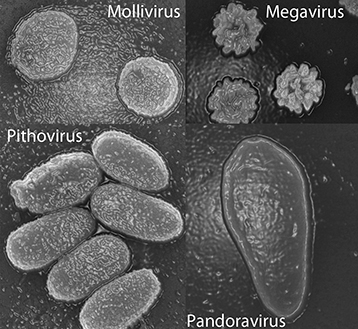 Os quatro vírus gigantes descobertos até agora