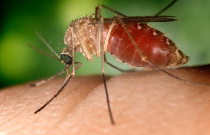 Mosquito Culex, que transmite o vírus do Nilo Ocidental