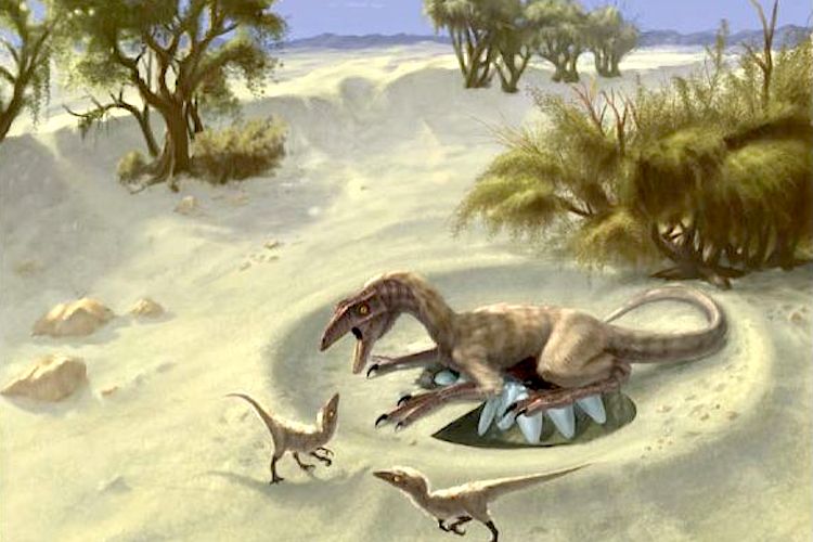 Os pequenos ovirraptorossauros da Mongólia são os dinossauros mais próximos dos pássaros atuais