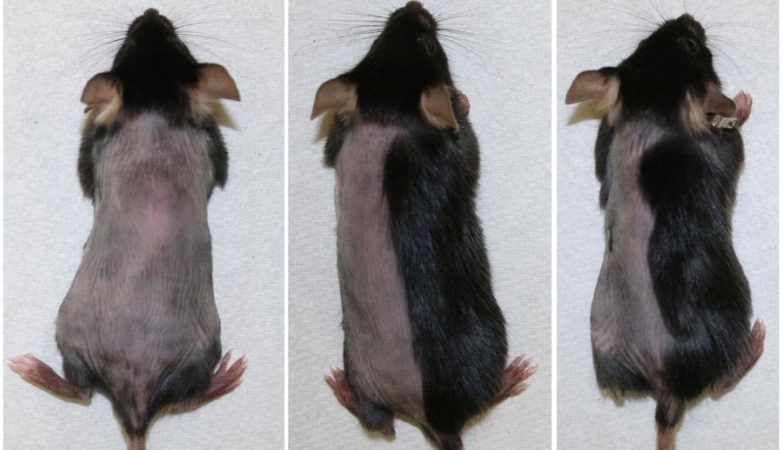Em apenas 3 semanas, ratos carecas tratados com medicamentos do tipo inibidores JAK ficaram com o corpo quase todo revestido de pêlos. 