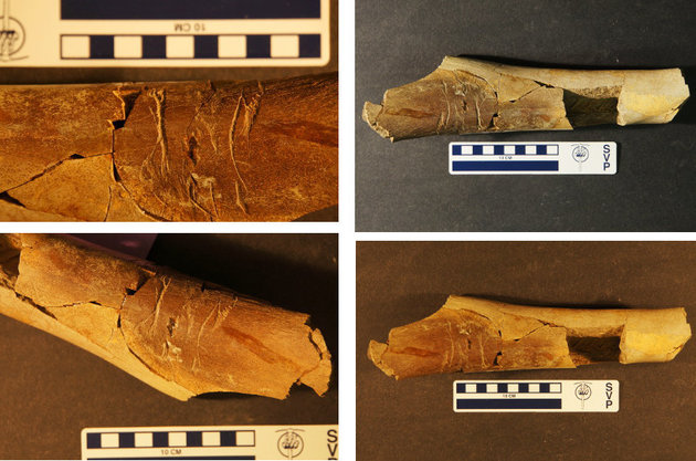 Marcas de mordeduras serrihadas no osso de Tiranossaurus rex encontrado por Matthew McLain