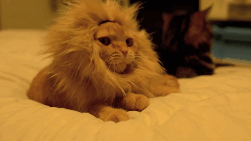 Gato vs Leão