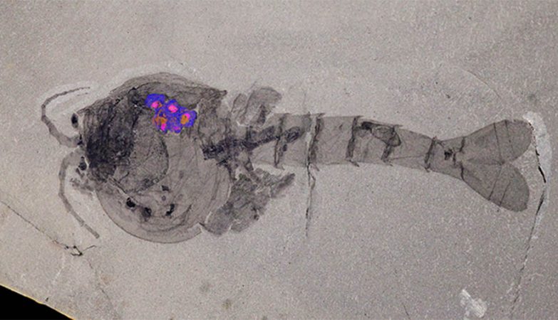 Fóssil de waptia fieldensis, a mãe mais antiga do planeta com 508 milhões de anos, com a zona dos ovos evidenciada.