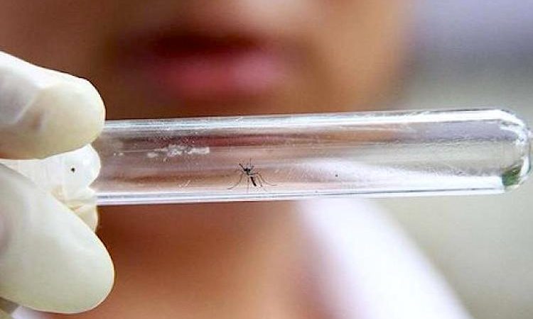 O Aedes aegypti pode transmitir três doenças: Zika, dengue e chikungunya