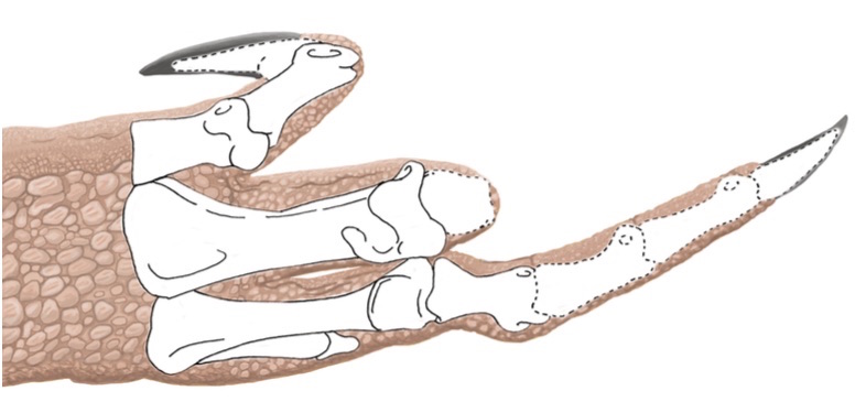 O Dilophosaurus sofria de Osteodisplasia