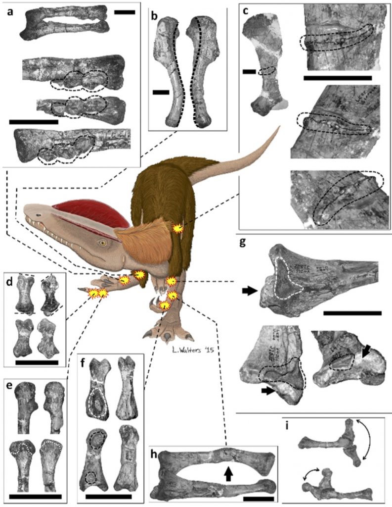 O Dilophosaurus encontrado por Phil Senter e Sara L. Juengst tinha oito lesões, enfermidades e deformações graves