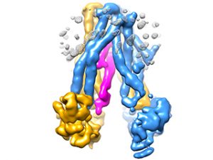 O vírus da herpes (cor-de-rosa) insere-se numa TAP, proteína transportadora com uma função-chave para o sistema imunitário. Ao engarrafar a proteína transportadora, o vírus consegue esconder-se do sistema imunitário