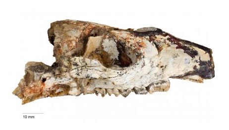 Crânio do Cookeroo hortusensis.