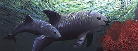 Phocoena sinus, a vaquita marinha, é o cetáceo mais pequeno do mundo