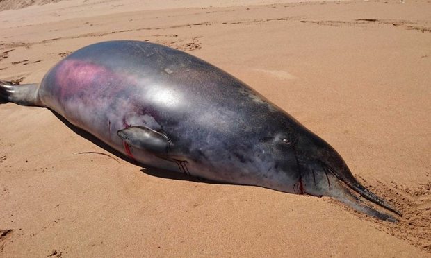 A baleia bicuda encontrada no sul da Asutrália poderá ser o primeiro caso conhecido de um retrocesso evolutivo