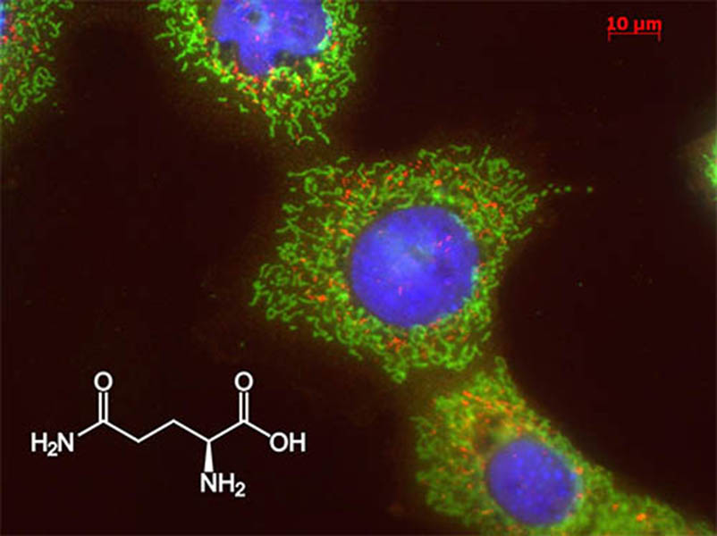 Imagem de células do fígado e da estrutura química da glutamina obtida em microscópio de fluorescência 