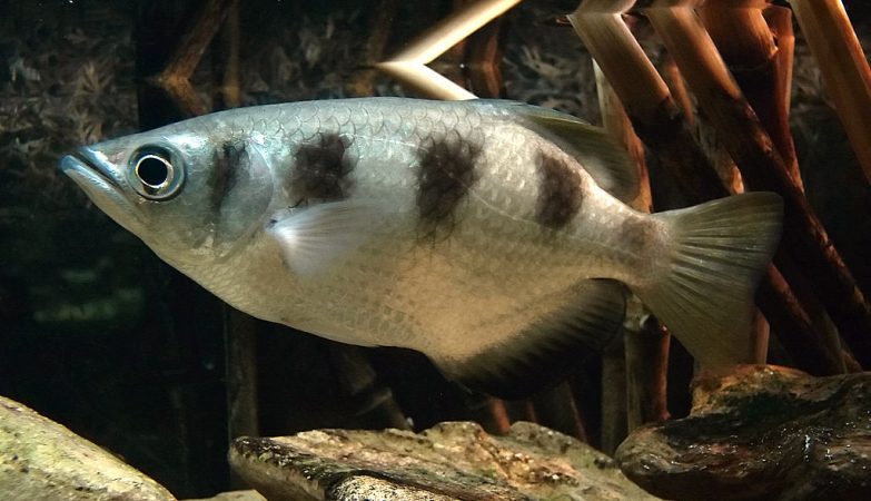 Toxotes jaculatrix, o peixe que consegue reconhecer e recordar rostos humanos