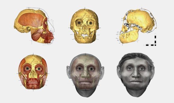 Reconstrução do crânio do hobbit a partir dos restos fósseis encontrados na ilha das Flores