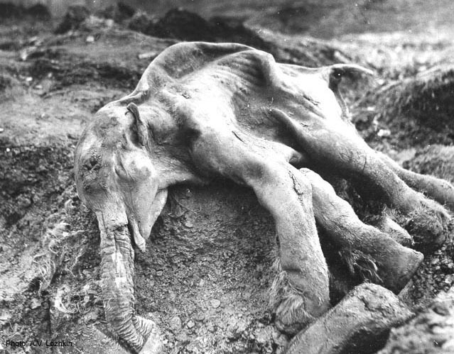 Múmia de mamute-lanoso bebé encontrada na chamada Beríngia russa, na bacia hidrográfica do rio Kolyma, na Sibéria. 