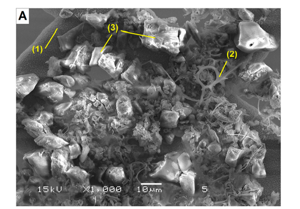 Amostras do isótopo ferro-60 encontrado nos restos fossilizados de bactérias magnetotaticas
