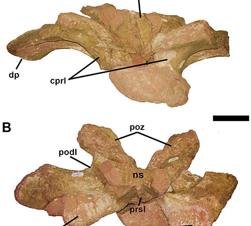 Primeira vértebra dorsal do Austroposeidon magnificus.