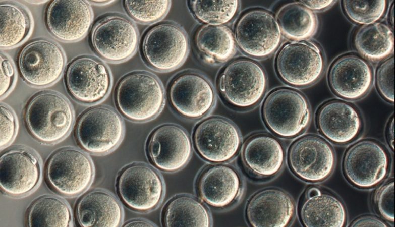  Óvulos artificiais de rato criados a partir de células-tronco embrionárias 