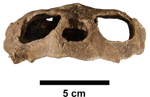 Vista frontal do crânio da tartaruga pré-histórica. 