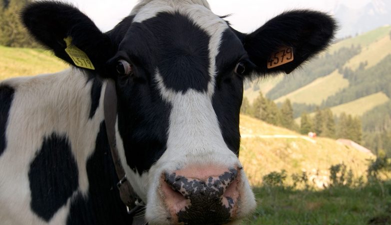 Uma típica vaca Holstein - provavelmente, descendente de Arlinda Chief