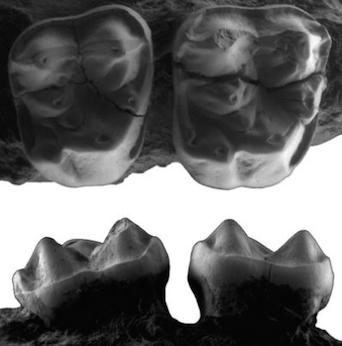 Fragmento de maxilar com dois molares