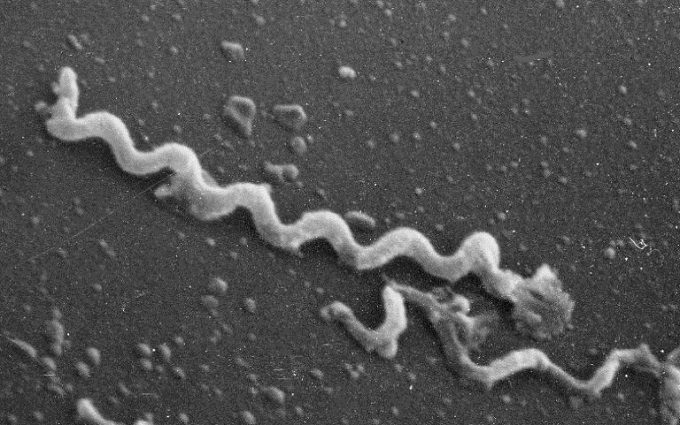 Bactéria Treponema pallidum, causadora da sífilis