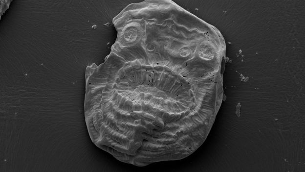 Fóssil do Saccorhytus