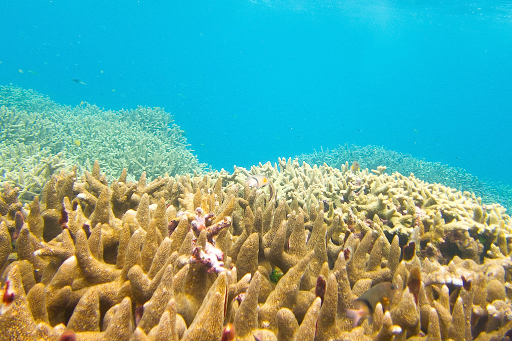 Porção saudável de recife coral na costa de Okinawa, no Japão
