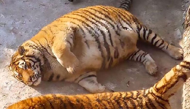 Estes tigres gordos não têm piada. Eles estão doentes.