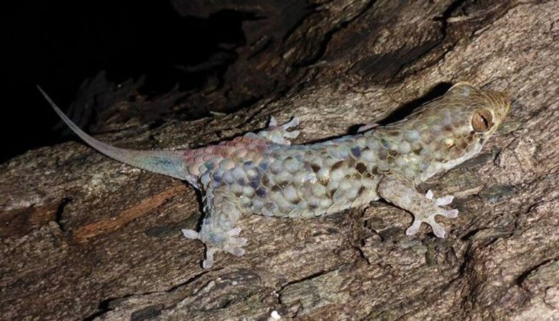O réptil Geckolepis megalepis