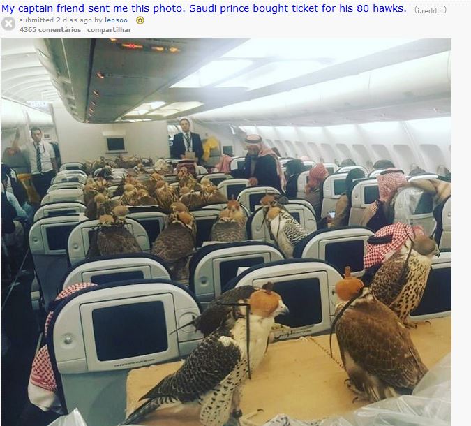Falcões num avião