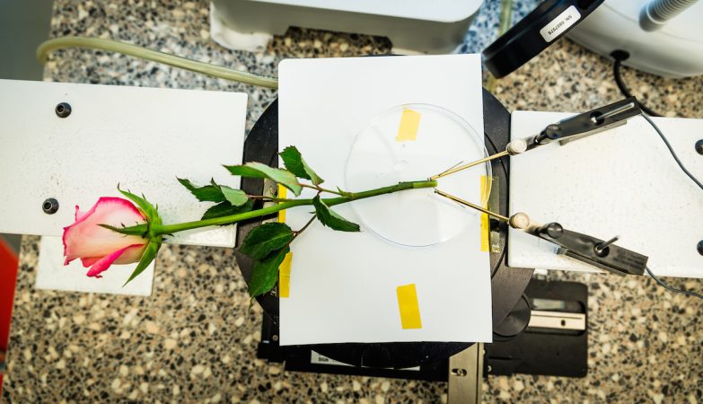Os cientistas transformaram uma rosa comum num supercondensador de energia elétrica
