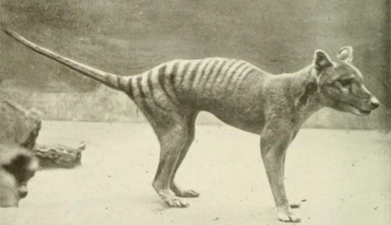 Exemplar jovem de um tigre-da-Tasmânia em 1910. 