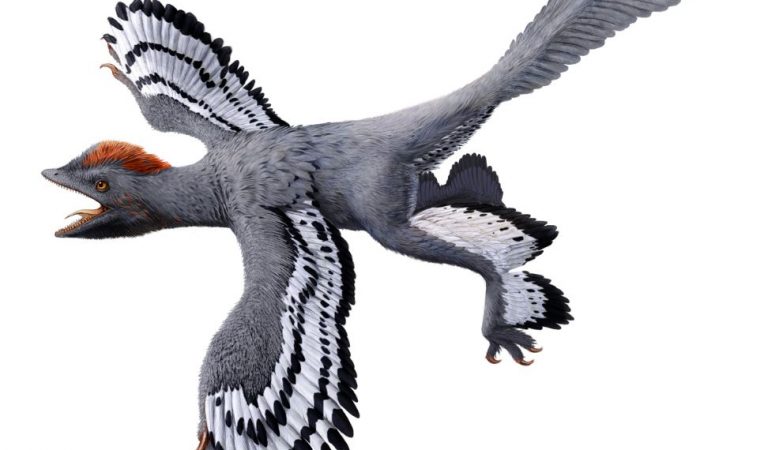 Ilustração do Anchiornis