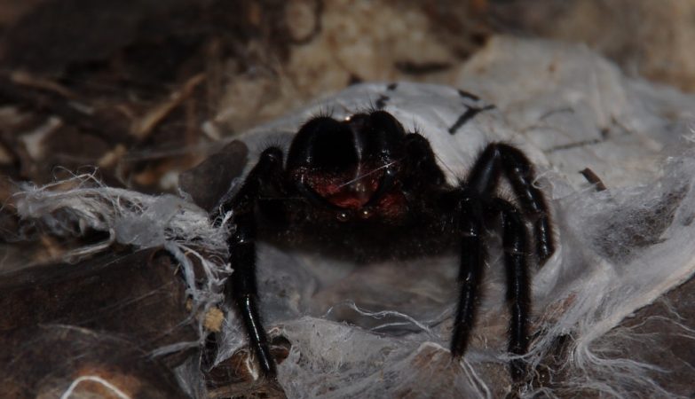 A aranha teia de funil da espécie Hadronyche infensa